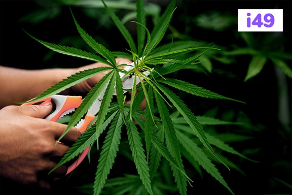 Autoflowering Cannabis Strains: Advantages And Ways To Grow Them ...